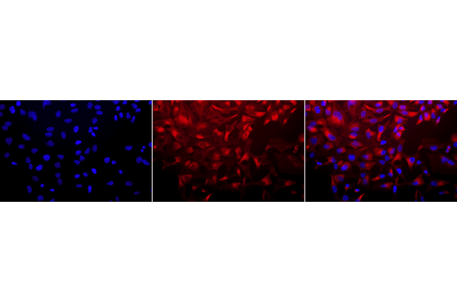 Immunocytochemistry/Immunofluorescence - Anti-HSP90 Antibody [8D3] (A305128) - Antibodies.com
