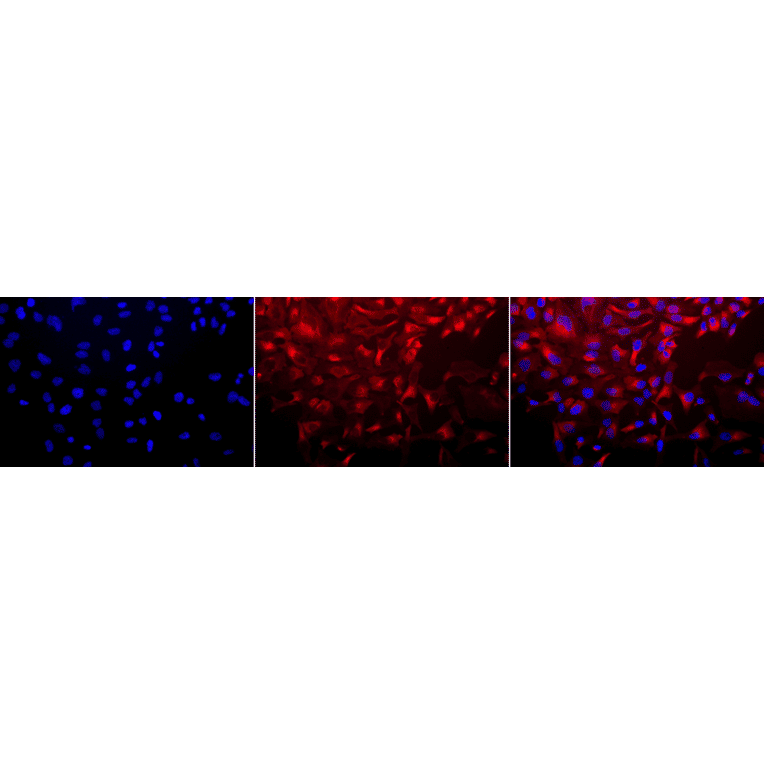 Immunocytochemistry/Immunofluorescence - Anti-HSP90 Antibody [8D3] (A305128) - Antibodies.com