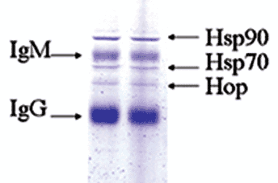 Immunoprecipitation - Anti-HSP90 Antibody [8D3] (A305128) - Antibodies.com