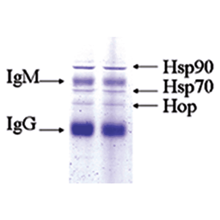 Immunoprecipitation - Anti-HSP90 Antibody [8D3] (A305128) - Antibodies.com