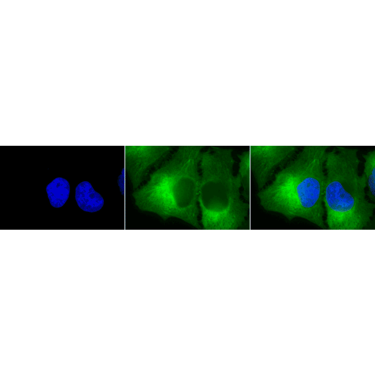 Immunocytochemistry/Immunofluorescence - Anti-HSP90 Antibody [8D3] (A305128) - Antibodies.com