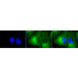 Immunocytochemistry/Immunofluorescence - Anti-HSP90 Antibody [8D3] (A305128) - Antibodies.com