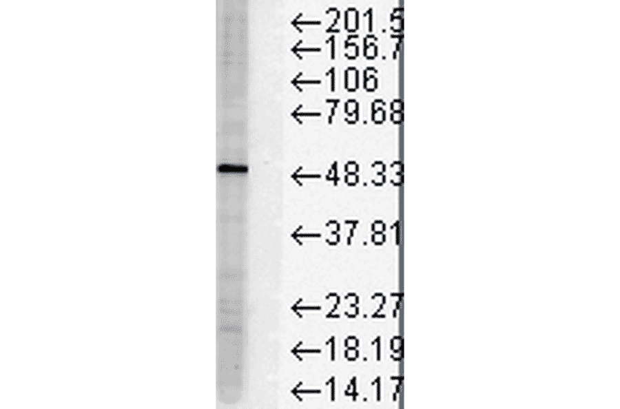 Western Blot - Anti-FKBP51 Antibody [Hi51B] (A305129) - Antibodies.com