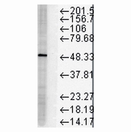 Western Blot - Anti-FKBP51 Antibody [Hi51B] (A305129) - Antibodies.com