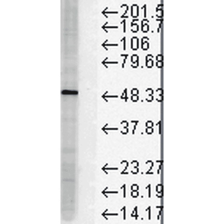 Western Blot - Anti-FKBP51 Antibody [Hi51B] (A305129) - Antibodies.com