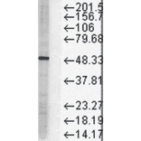 Western Blot - Anti-FKBP51 Antibody [Hi51B] (A305129) - Antibodies.com