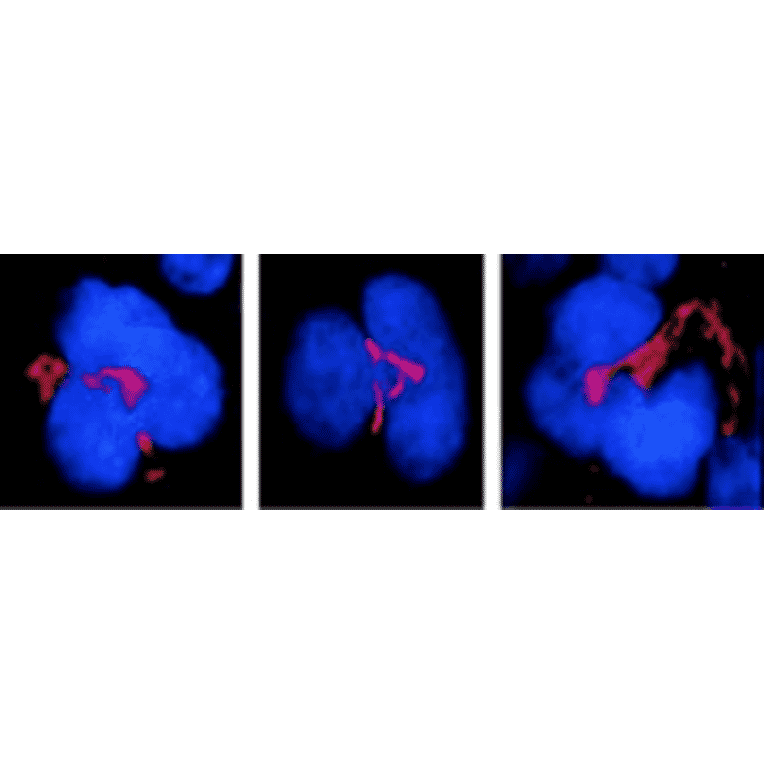 Immunocytochemistry/Immunofluorescence - Anti-FKBP51 Antibody [Hi51B] (A305129) - Antibodies.com