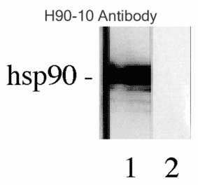 Western Blot - Anti-HSP90 beta Antibody [H9010] (A305130) - Antibodies.com