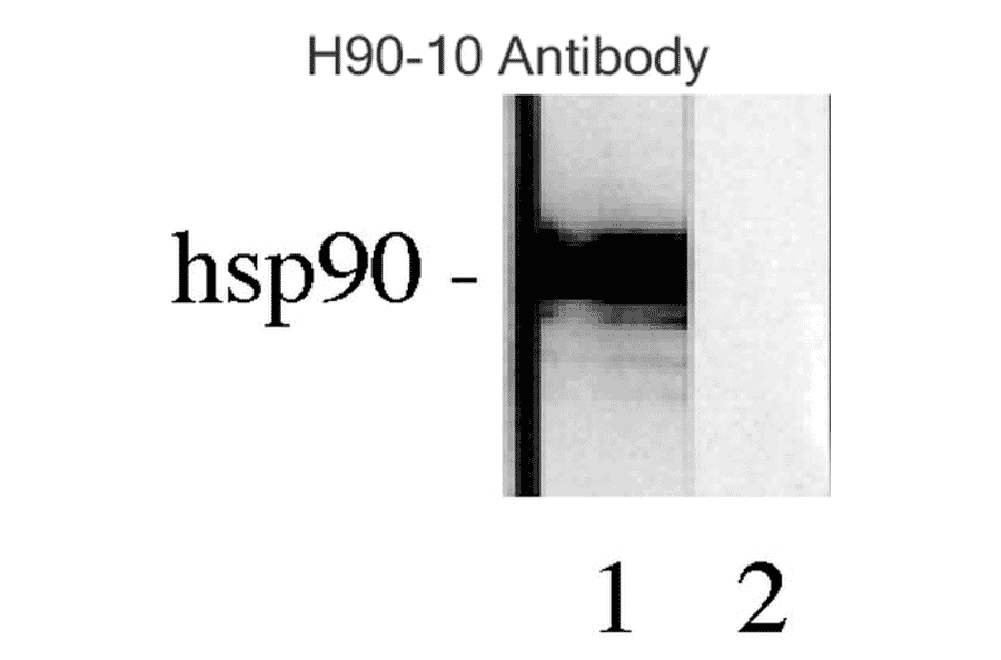 Western Blot - Anti-HSP90 beta Antibody [H9010] (A305130) - Antibodies.com