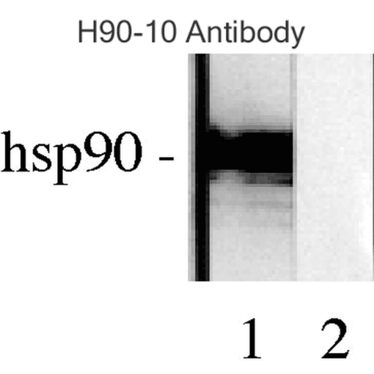 Western Blot - Anti-HSP90 beta Antibody [H9010] (A305130) - Antibodies.com