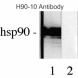 Western Blot - Anti-HSP90 beta Antibody [H9010] (A305130) - Antibodies.com