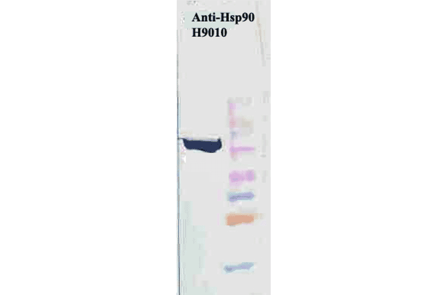 Western Blot - Anti-HSP90 beta Antibody [H9010] (A305130) - Antibodies.com