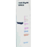 Western Blot - Anti-HSP90 beta Antibody [H9010] (A305130) - Antibodies.com