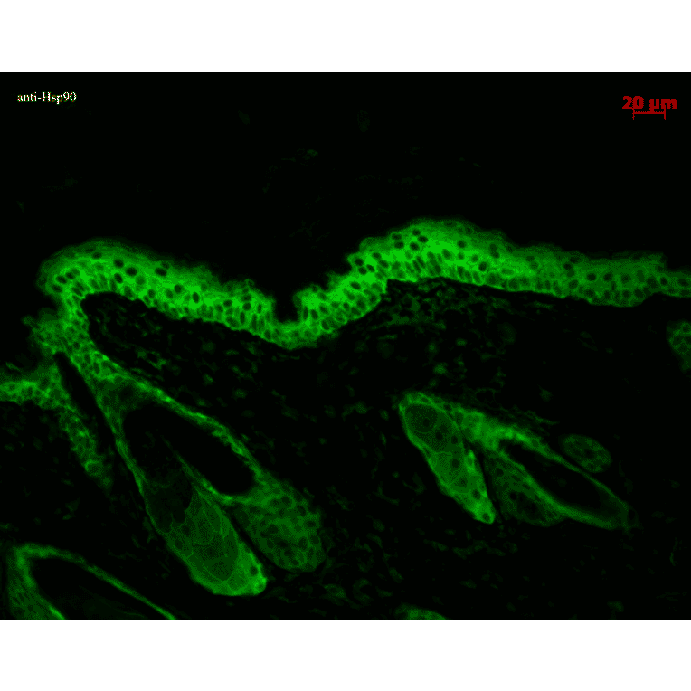 Immunohistochemistry - Anti-HSP90 beta Antibody [H9010] (A305130) - Antibodies.com