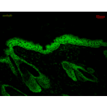 Immunohistochemistry - Anti-HSP90 beta Antibody [H9010] (A305130) - Antibodies.com