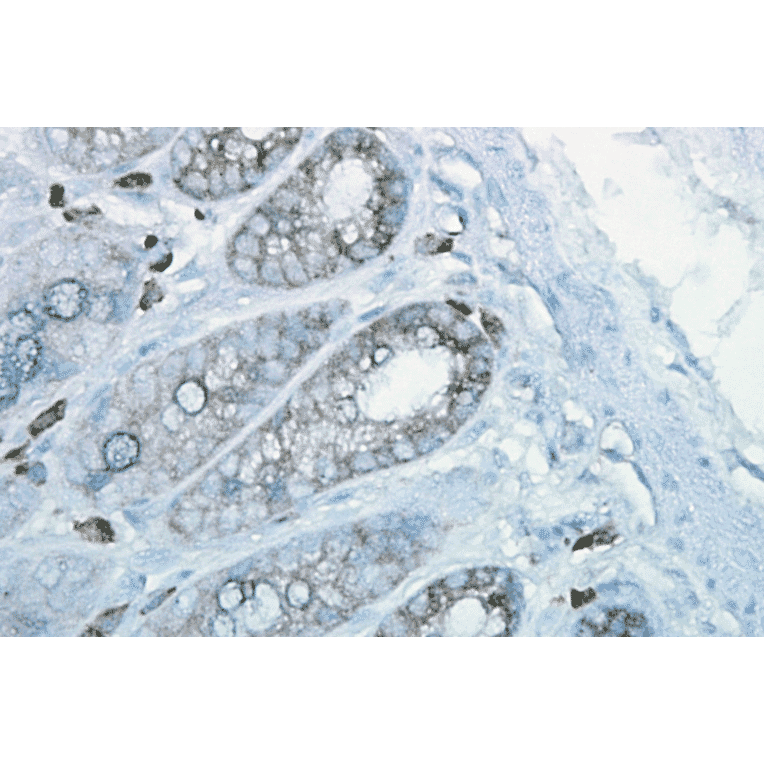 Immunohistochemistry - Anti-HSP90 beta Antibody [H9010] (A305130) - Antibodies.com