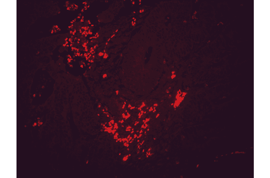 Immunohistochemistry - Anti-HSP90 beta Antibody [H9010] (A305130) - Antibodies.com