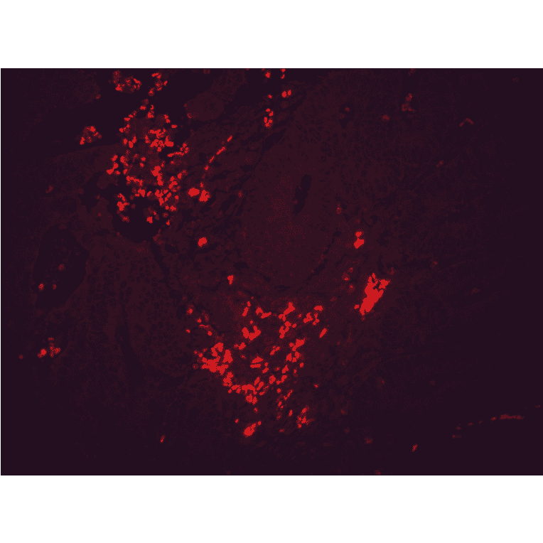 Immunohistochemistry - Anti-HSP90 beta Antibody [H9010] (A305130) - Antibodies.com