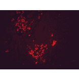 Immunohistochemistry - Anti-HSP90 beta Antibody [H9010] (A305130) - Antibodies.com