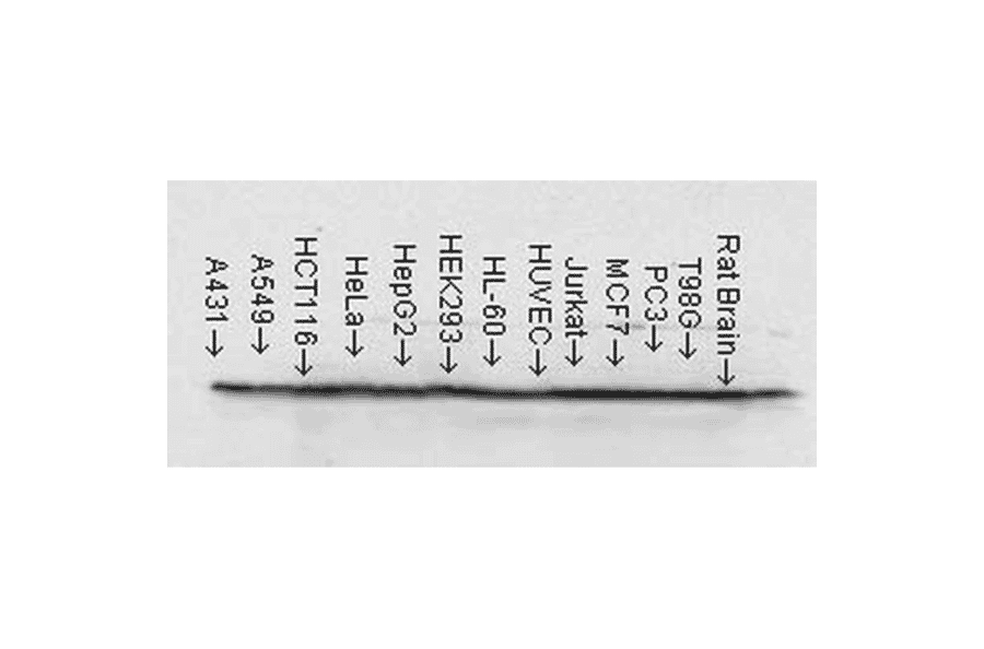 Western Blot - Anti-HSP90 beta Antibody [H9010] (A305130) - Antibodies.com