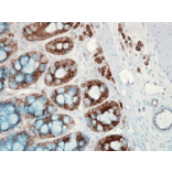 Immunohistochemistry - Anti-HSP90 beta Antibody [H9010] (A305130) - Antibodies.com