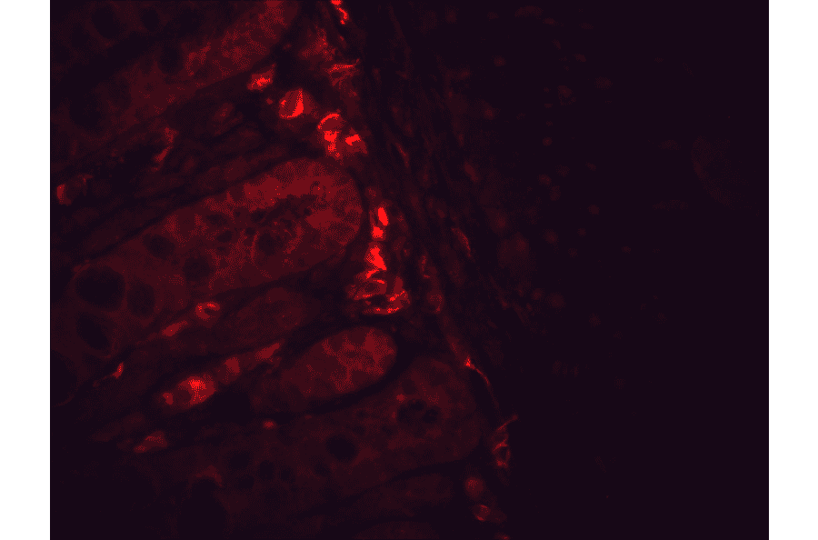 Immunohistochemistry - Anti-HSP90 beta Antibody [H9010] (A305130) - Antibodies.com
