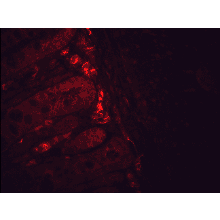 Immunohistochemistry - Anti-HSP90 beta Antibody [H9010] (A305130) - Antibodies.com