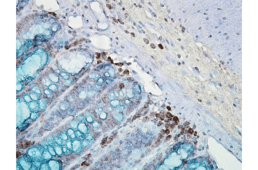 Immunohistochemistry - Anti-HSP90 Antibody [AC-16] (A305131) - Antibodies.com