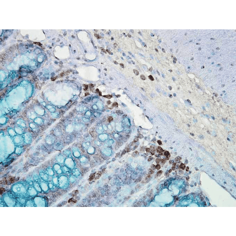 Immunohistochemistry - Anti-HSP90 Antibody [AC-16] (A305131) - Antibodies.com