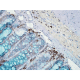 Immunohistochemistry - Anti-HSP90 Antibody [AC-16] (A305131) - Antibodies.com