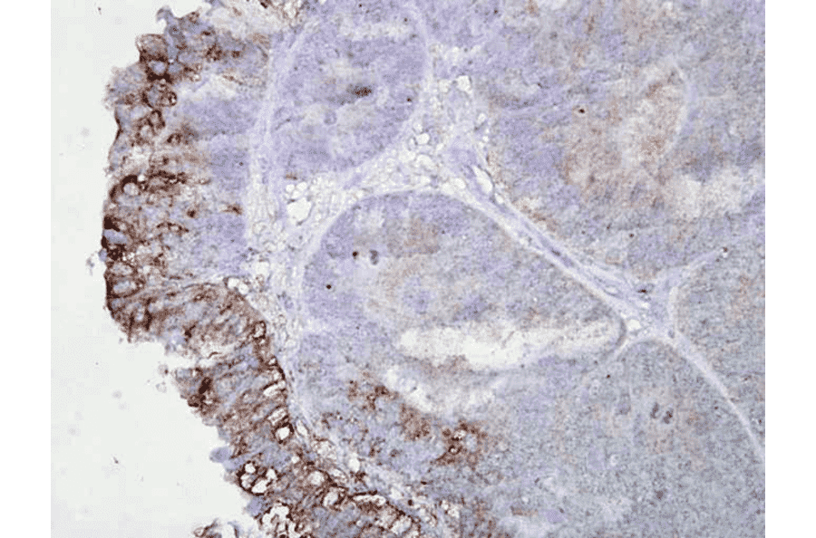 Immunohistochemistry - Anti-HSP90 Antibody [AC-16] (A305131) - Antibodies.com