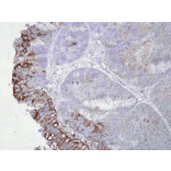 Immunohistochemistry - Anti-HSP90 Antibody [AC-16] (A305131) - Antibodies.com