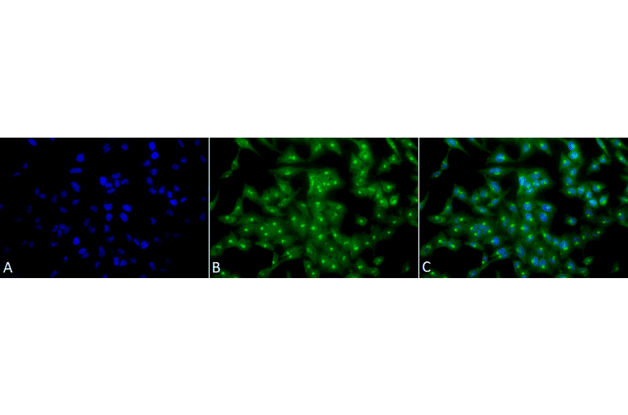 Immunocytochemistry/Immunofluorescence - Anti-TCP1 alpha / CCTA Antibody [23c] (A305132) - Antibodies.com