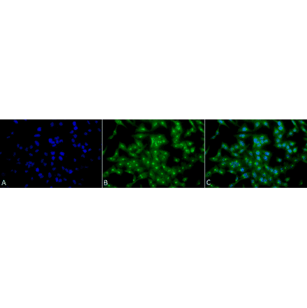 Immunocytochemistry/Immunofluorescence - Anti-TCP1 alpha / CCTA Antibody [23c] (A305132) - Antibodies.com