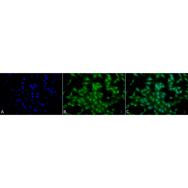 Immunocytochemistry/Immunofluorescence - Anti-TCP1 alpha / CCTA Antibody [23c] (A305132) - Antibodies.com