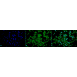 Immunocytochemistry/Immunofluorescence - Anti-TCP1 alpha / CCTA Antibody [23c] (A305132) - Antibodies.com