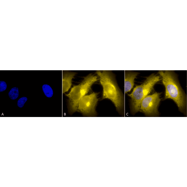 Immunocytochemistry/Immunofluorescence - Anti-TCP1 alpha / CCTA Antibody [23c] (A305132) - Antibodies.com