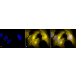 Immunocytochemistry/Immunofluorescence - Anti-TCP1 alpha / CCTA Antibody [23c] (A305132) - Antibodies.com