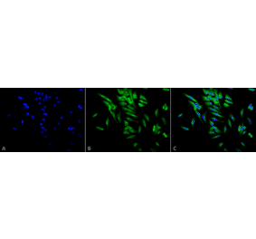 Immunocytochemistry/Immunofluorescence - Anti-HSP90 alpha + HSP90 beta Antibody [Hyb-K41220A] (A305134) - Antibodies.com