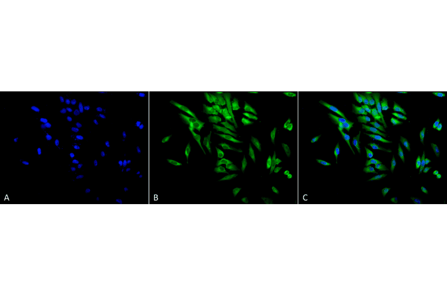 Immunocytochemistry/Immunofluorescence - Anti-HSP90 alpha + HSP90 beta Antibody [Hyb-K41220A] (A305134) - Antibodies.com