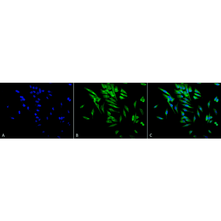 Immunocytochemistry/Immunofluorescence - Anti-HSP90 alpha + HSP90 beta Antibody [Hyb-K41220A] (A305134) - Antibodies.com