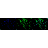 Immunocytochemistry/Immunofluorescence - Anti-HSP90 alpha + HSP90 beta Antibody [Hyb-K41220A] (A305134) - Antibodies.com