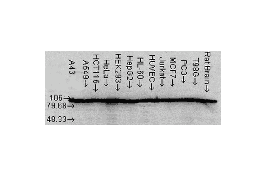 Western Blot - Anti-HSP90 alpha + HSP90 beta Antibody [Hyb-K41220A] (A305134) - Antibodies.com