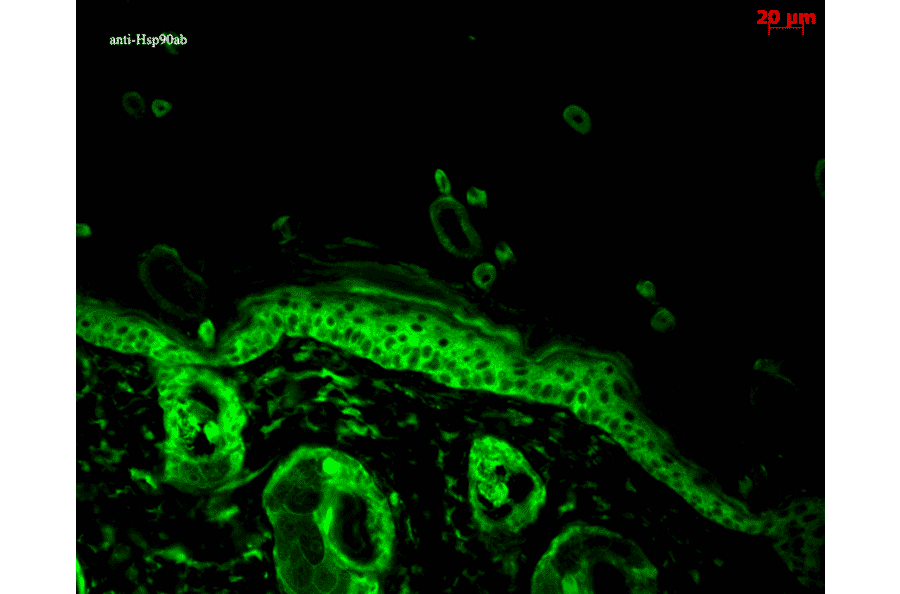 Immunohistochemistry - Anti-HSP90 alpha + HSP90 beta Antibody [Hyb-K41220A] (A305134) - Antibodies.com