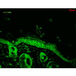 Immunohistochemistry - Anti-HSP90 alpha + HSP90 beta Antibody [Hyb-K41220A] (A305134) - Antibodies.com