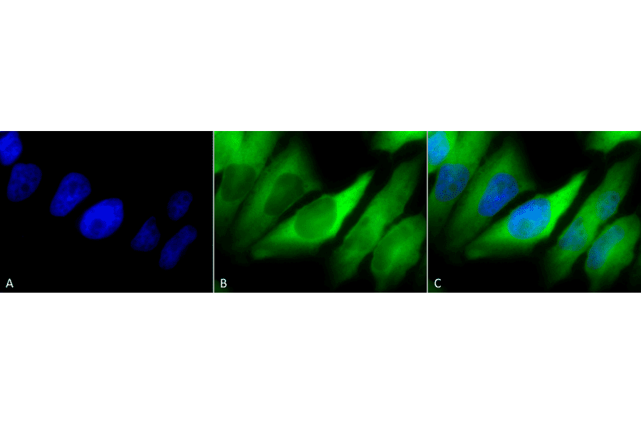 Immunocytochemistry/Immunofluorescence - Anti-HSP90 alpha + HSP90 beta Antibody [Hyb-K41220A] (A305134) - Antibodies.com