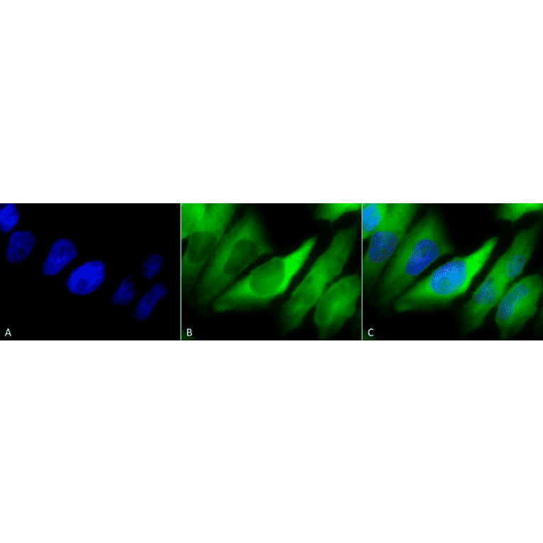Immunocytochemistry/Immunofluorescence - Anti-HSP90 alpha + HSP90 beta Antibody [Hyb-K41220A] (A305134) - Antibodies.com