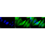 Immunocytochemistry/Immunofluorescence - Anti-HSP90 alpha + HSP90 beta Antibody [Hyb-K41220A] (A305134) - Antibodies.com