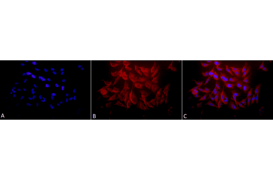 Immunocytochemistry/Immunofluorescence - Anti-HSP27 Antibody (A305135) - Antibodies.com