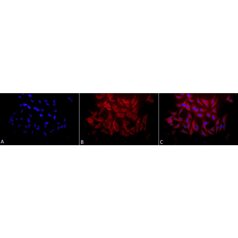 Immunocytochemistry/Immunofluorescence - Anti-HSP27 Antibody (A305135) - Antibodies.com